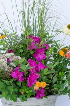 Echo Bloom 'N Again Azalea - 2 Gallon Pot 11 Echo Bloom 'N Again Azalea - 2 Gallon Pot -Botanhush Sales azalea bloom n again augusta echo 4