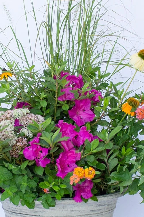 Echo Bloom 'N Again Azalea - 2 Gallon Pot 6 Echo Bloom 'N Again Azalea - 2 Gallon Pot - Image 6