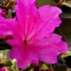 Echo Bloom 'N Again Azalea - 2 Gallon Pot