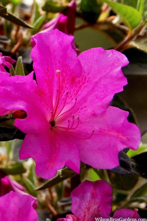 Echo Bloom 'N Again Azalea - 2 Gallon Pot 1 Echo Bloom 'N Again Azalea - 2 Gallon Pot