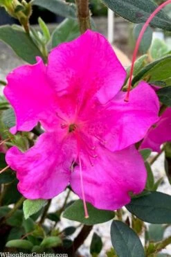 Echo Bloom 'N Again Azalea - 2 Gallon Pot 10 Echo Bloom 'N Again Azalea - 2 Gallon Pot -Botanhush Sales azalea bloom n again augusta echo 7