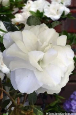 Snowball Bloom 'N Again Azalea - 2 Gallon Pot -Botanhush Sales azalea bloom n again snowball 13