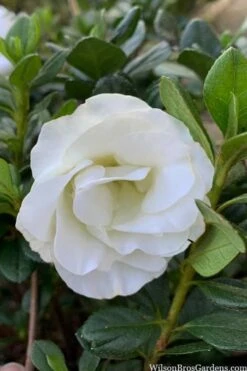 Snowball Bloom 'N Again Azalea - 2 Gallon Pot -Botanhush Sales azalea bloom n again snowball 14