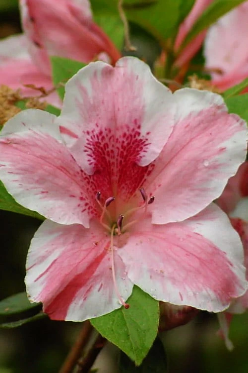 Lady Cavendish Azalea - 1 Gallon Pot 1 Lady Cavendish Azalea - 1 Gallon Pot