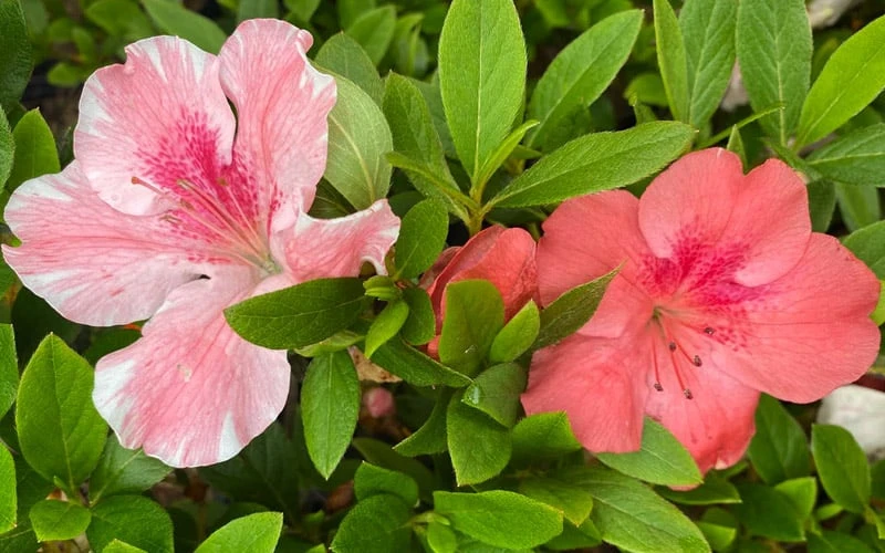 Lady Cavendish Azalea - 1 Gallon Pot 5 Lady Cavendish Azalea - 1 Gallon Pot - Image 5