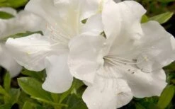 Autumn Ivory Encore Azalea - 1 Gallon Pot 9 Autumn Ivory Encore Azalea - 1 Gallon Pot -Botanhush Sales azalea encore autumn ivory 20