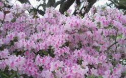 George L. Taber Southern Indica Azalea - 7 Gallon Pot -Botanhush Sales azalea george taber 10