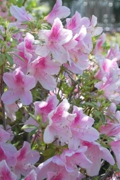 George L. Taber Southern Indica Azalea - 7 Gallon Pot -Botanhush Sales azalea george taber 11