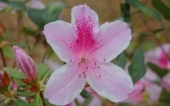 George L. Taber Southern Indica Azalea - 7 Gallon Pot -Botanhush Sales azalea george taber 13