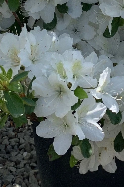 Girard's Pleasant White Azalea - 1 Gallon Pot 7 Girard's Pleasant White Azalea - 1 Gallon Pot - Image 7