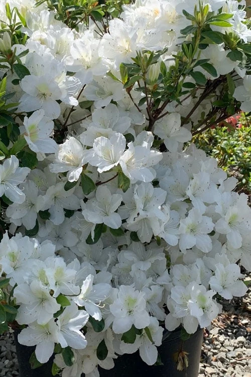 Girard's Pleasant White Azalea - 1 Gallon Pot 1 Girard's Pleasant White Azalea - 1 Gallon Pot