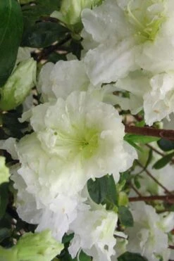 Helen Curtis Azalea - 3 Gallon Pot -Botanhush Sales azalea helen curtis 7