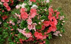 Hilda Niblett Azalea - 2 Gallon Pot 15 Hilda Niblett Azalea - 2 Gallon Pot -Botanhush Sales azalea hilda niblet flowers