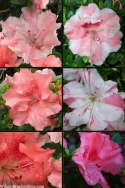 Hilda Niblett Azalea - 2 Gallon Pot 11 Hilda Niblett Azalea - 2 Gallon Pot -Botanhush Sales azalea hilda niblett 100