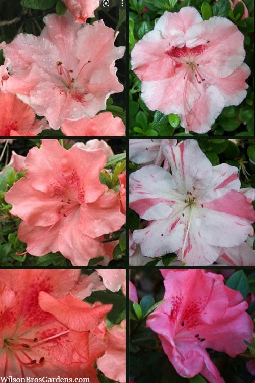 Hilda Niblett Azalea - 2 Gallon Pot 4 Hilda Niblett Azalea - 2 Gallon Pot - Image 4