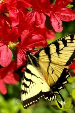 Midnight Flare Azalea - 3 Gallon Pot -Botanhush Sales azalea midnight flare 20