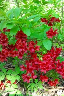 Midnight Flare Azalea - 3 Gallon Pot -Botanhush Sales azalea midnight flare 22