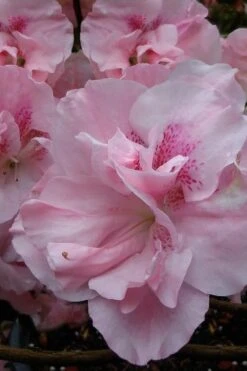 Nancy Of Robin Hill Azalea - 3 Gallon Pot 8 Nancy Of Robin Hill Azalea - 3 Gallon Pot -Botanhush Sales azalea nancy at robin hill 1