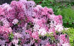 Northlake Beauty Azalea - 6 Pack Of 1 Gallon Pots -Botanhush Sales azalea northlake beauty 13 1
