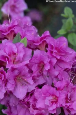 Perfecto Mundo Double Purple Reblooming Azalea - 3 Pack Of Quart Pots 11 Perfecto Mundo Double Purple Reblooming Azalea - 3 Pack Of Quart Pots -Botanhush Sales azalea perfecto mondo double20purple 3