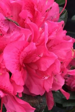 Perfecto Mundo Double Dark Pink Reblooming Azalea - 2 Gallon Pot -Botanhush Sales azalea perfecto mundo double dark pink 1