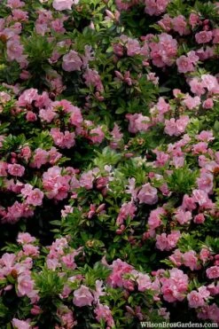 Perfecto Mundo Double Pink Reblooming Azalea - 2 Gallon Pot 10 Perfecto Mundo Double Pink Reblooming Azalea - 2 Gallon Pot -Botanhush Sales azalea perfecto mundo double pink 1