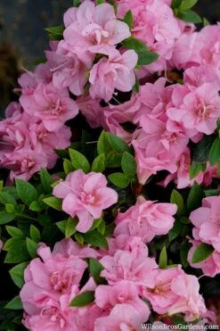 Perfecto Mundo Double Pink Reblooming Azalea - 2 Gallon Pot 11 Perfecto Mundo Double Pink Reblooming Azalea - 2 Gallon Pot -Botanhush Sales azalea perfecto mundo double pink 2