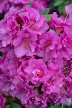 Perfecto Mundo Double Purple Reblooming Azalea - 3 Pack Of Quart Pots 10 Perfecto Mundo Double Purple Reblooming Azalea - 3 Pack Of Quart Pots -Botanhush Sales azalea perfecto mundo double purple 500x750 1