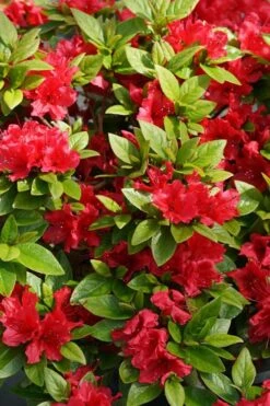 Perfecto Mundo Red Reblooming Azalea - 1 Gallon Pot -Botanhush Sales azalea perfecto mundo red 2 3