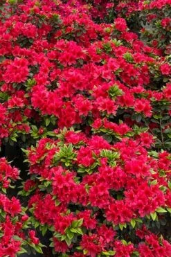 Perfecto Mundo Red Reblooming Azalea - 1 Gallon Pot -Botanhush Sales azalea perfecto mundo red 5 3