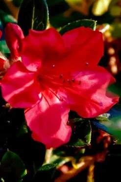 Perfecto Mundo Red Reblooming Azalea - 2 Gallon Pot 13 Perfecto Mundo Red Reblooming Azalea - 2 Gallon Pot -Botanhush Sales azalea perfecto mundo red 6 2