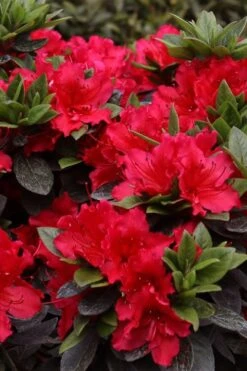 Perfecto Mundo Red Reblooming Azalea - 2 Gallon Pot 10 Perfecto Mundo Red Reblooming Azalea - 2 Gallon Pot -Botanhush Sales azalea perfecto mundo red 8 2
