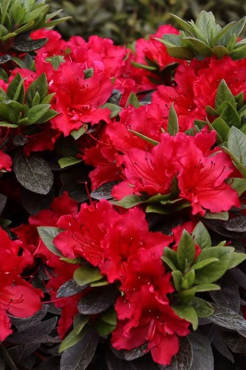 Perfecto Mundo Red Reblooming Azalea - 2 Gallon Pot 4 Perfecto Mundo Red Reblooming Azalea - 2 Gallon Pot - Image 4