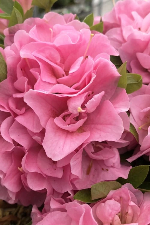 Perfecto Mundo Double Pink Reblooming Azalea - 2 Gallon Pot 1 Perfecto Mundo Double Pink Reblooming Azalea - 2 Gallon Pot