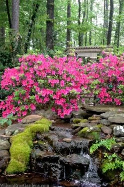 Pink Formosa Azalea - 1 Gallon Pot -Botanhush Sales azalea pink formosa 2 1