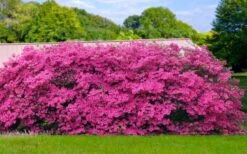 Pink Formosa Azalea - 6 Pack Of 1 Gallon Pots -Botanhush Sales azalea pink formosa 4