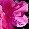 Pink Formosa Azalea - 6 Pack Of 1 Gallon Pots