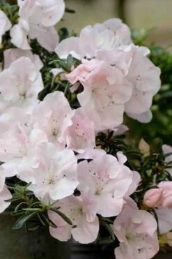 Tsuki No Shimo Satsuki Azalea - 3 Gallon Pot 17 Tsuki No Shimo Satsuki Azalea - 3 Gallon Pot -Botanhush Sales azalea satsuki tsuki no shimo 100