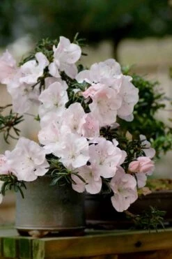 Tsuki No Shimo Satsuki Azalea - 3 Gallon Pot 21 Tsuki No Shimo Satsuki Azalea - 3 Gallon Pot -Botanhush Sales azalea satsuki tsuki no shimo 101