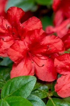 Stewartstonian Azalea - 1 Gallon Pot 12 Stewartstonian Azalea - 1 Gallon Pot -Botanhush Sales azalea stewartstonian 2 1