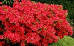 Stewartstonian Azalea - 1 Gallon Pot 15 Stewartstonian Azalea - 1 Gallon Pot -Botanhush Sales azalea stewartstonian 3 1