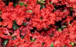 Stewartstonian Azalea - 1 Gallon Pot 17 Stewartstonian Azalea - 1 Gallon Pot -Botanhush Sales azalea stewartstonian 4 1