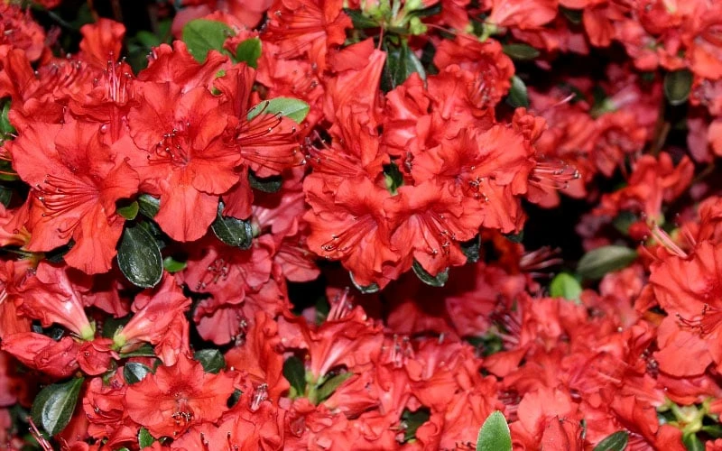 Stewartstonian Azalea - 1 Gallon Pot 9 Stewartstonian Azalea - 1 Gallon Pot - Image 9
