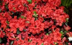 Stewartstonian Azalea - 3 Gallon Pot 16 Stewartstonian Azalea - 3 Gallon Pot -Botanhush Sales azalea stewartstonian 6