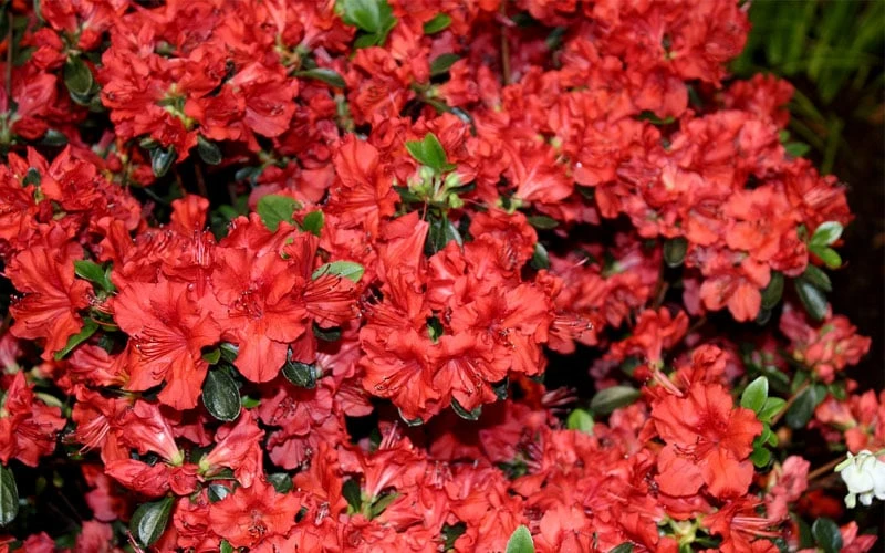 Stewartstonian Azalea - 3 Gallon Pot 8 Stewartstonian Azalea - 3 Gallon Pot - Image 8