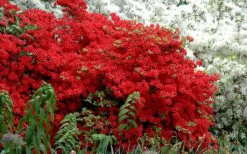 Stewartstonian Azalea - 3 Gallon Pot 13 Stewartstonian Azalea - 3 Gallon Pot -Botanhush Sales azalea stewartstonian 7