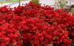 Stewartstonian Azalea - 1 Gallon Pot 14 Stewartstonian Azalea - 1 Gallon Pot -Botanhush Sales azalea stewartstonian 8 1
