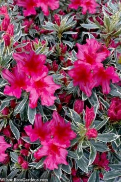 The Robe Azalea - 2 Gallon Pot 7 The Robe Azalea - 2 Gallon Pot -Botanhush Sales azalea the robe 3