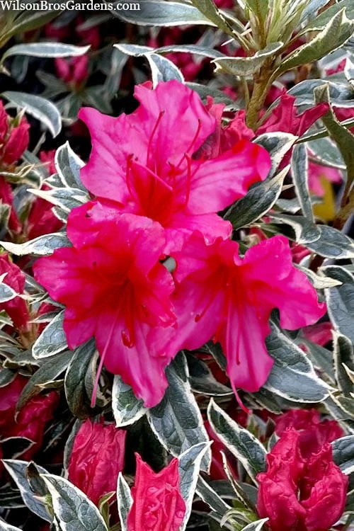 The Robe Azalea - 2 Gallon Pot 1 The Robe Azalea - 2 Gallon Pot