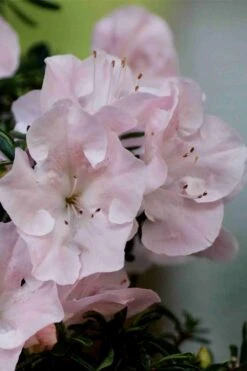 Tsuki No Shimo Satsuki Azalea - 3 Gallon Pot 14 Tsuki No Shimo Satsuki Azalea - 3 Gallon Pot -Botanhush Sales azalea tsuki no shimo 3